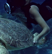 Domino Swims with a Turtle